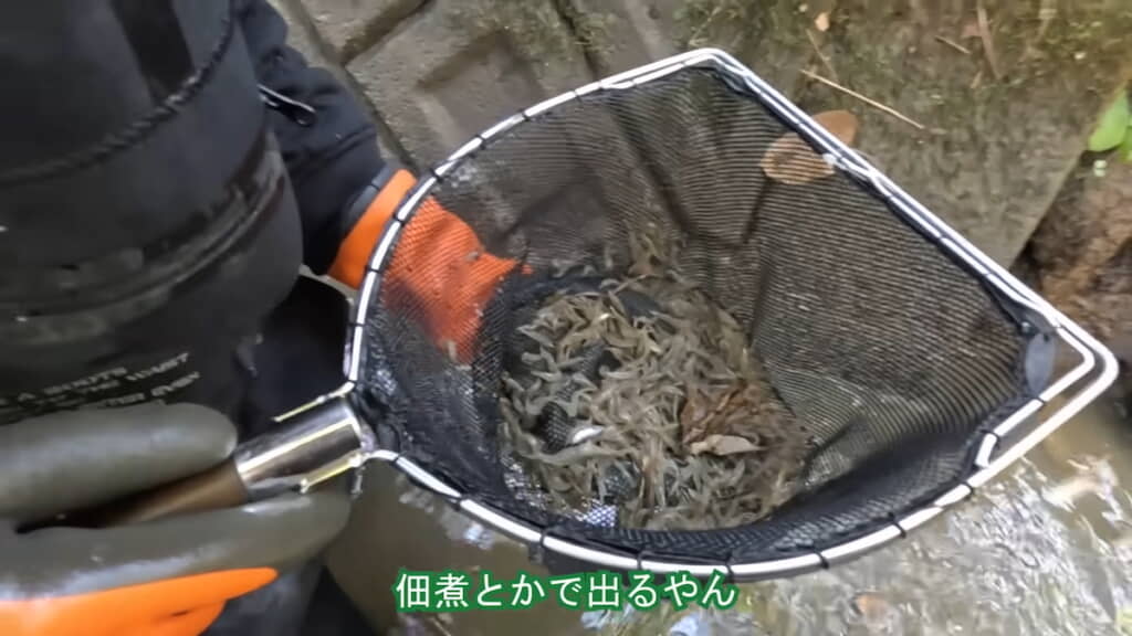 スジエビがごっそり