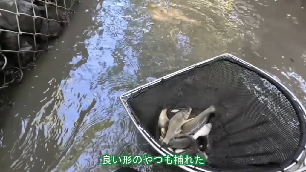 メダカやコイ、フナなどの魚もたくさん網ですくえる