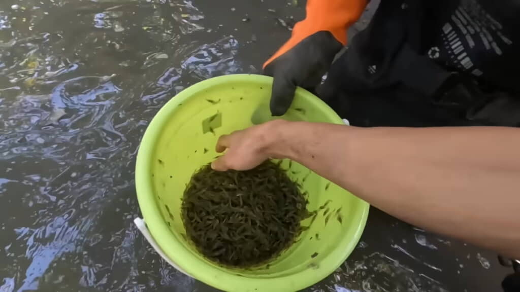 10分ほどでこの量