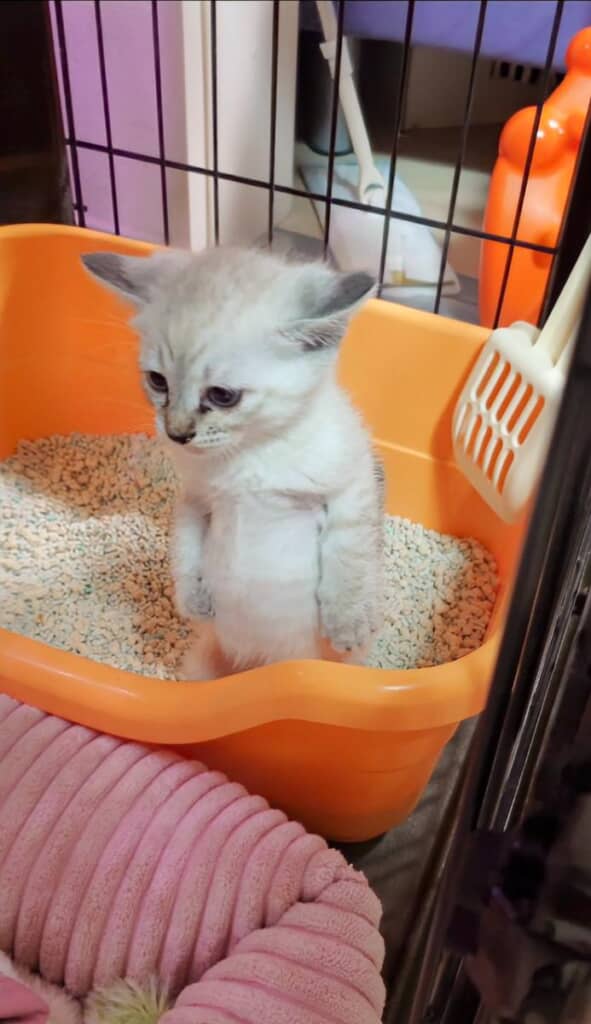 立ちながらトイレをするルナちゃん