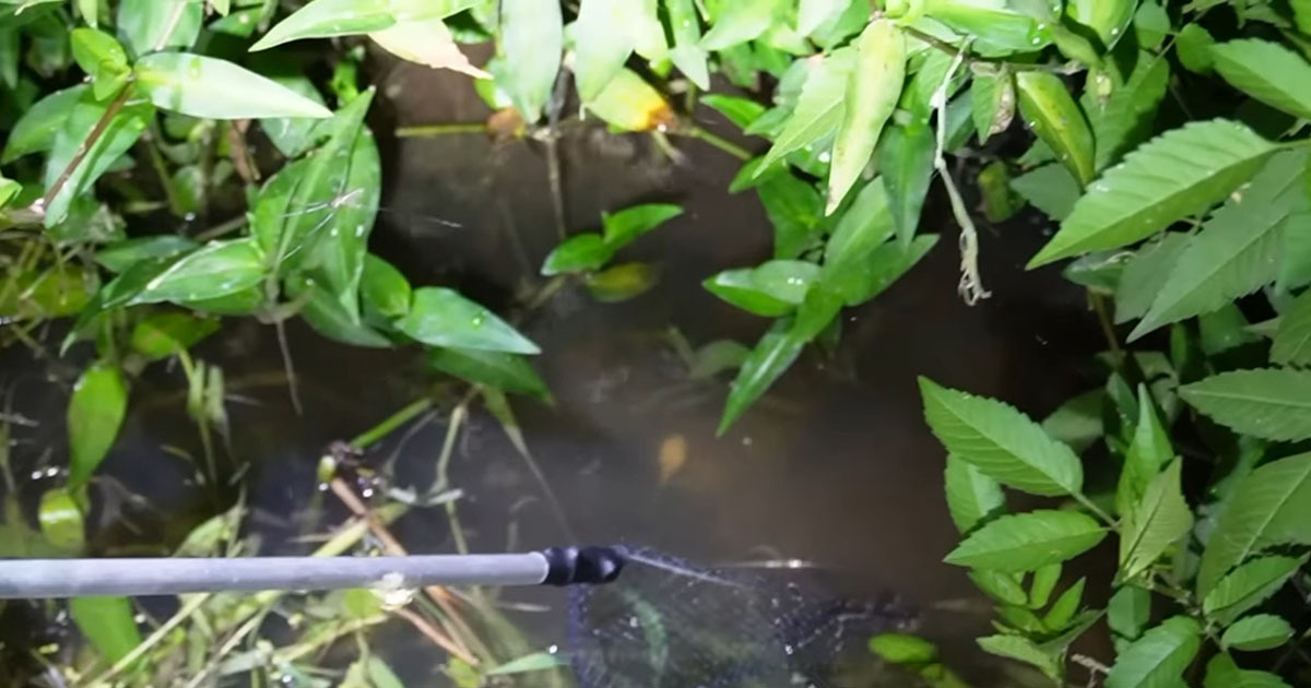 用水路で見つけた“白いオタマジャクシ”→愛情込めて150日育てたら…… 「泣けそうでした」「幻かと思ってた」（1/3） | その他生き物 ねとらぼ