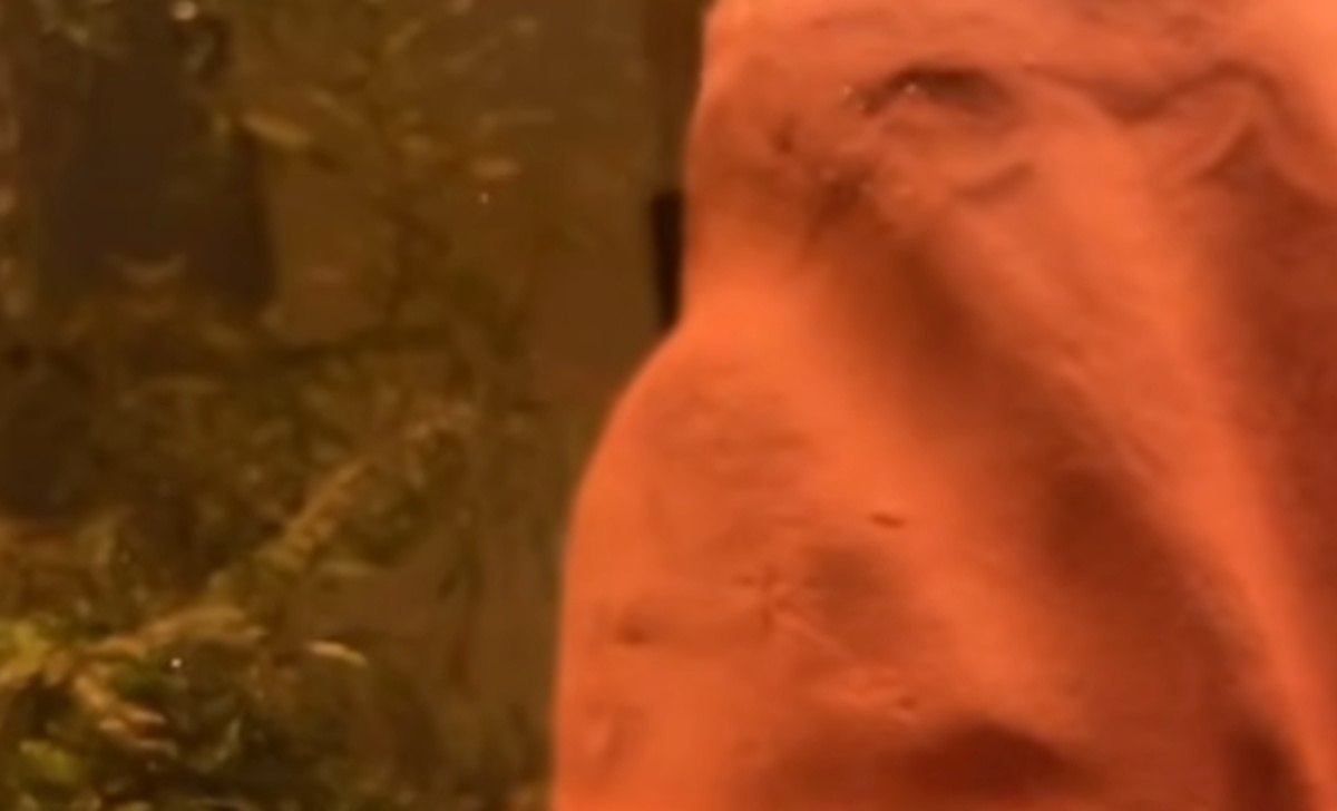 貯金をはたいてゲットした高級魚→水槽に入れて数日後“違和感”があり……　まさかの正体に「常識が通じない」「この魚は要注意」（1/3） | その他生き物 ねとらぼ