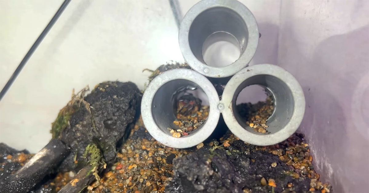 土管から全然出てこない1匹のカニ→心配してのぞくと“まさかの光景”　心がぎゅっとなる“その後”に「初めて見ました」（1/3） | その他生き物 ねとらぼ