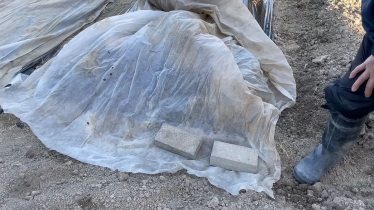 冬の畑に“布”を1枚かぶせておいたら…… “まさかのメリット”に「笑いました」「便利」(1/3) | ライフハック ねとらぼ