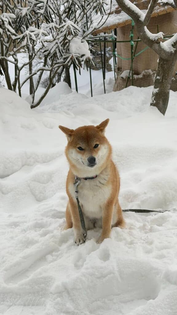 念願のお庭へ出られたのに不満そう