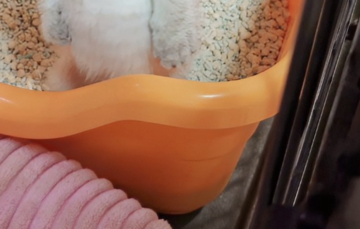 トイレ中の子猫をふと見たら……「ニンゲンかｗｗ」　まさかの姿が150万表示「笑い止まらん」「待ち受けにしたい笑」（1/3） | 猫 ねとらぼ