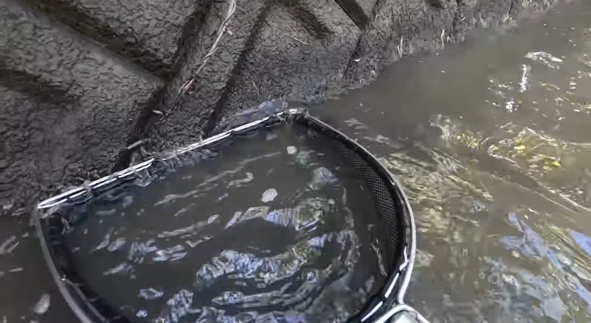 池の水全部抜く→水路で網をすくったら……「凄まじい」　エビが無限にいるありえない光景に驚き「最高だな」「ビックリしました」（1/3） | その他生き物 ねとらぼ