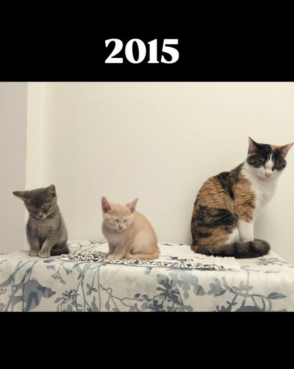 2015年の3匹。右から、よもぎちゃん、きなこちゃん、おはぎちゃん