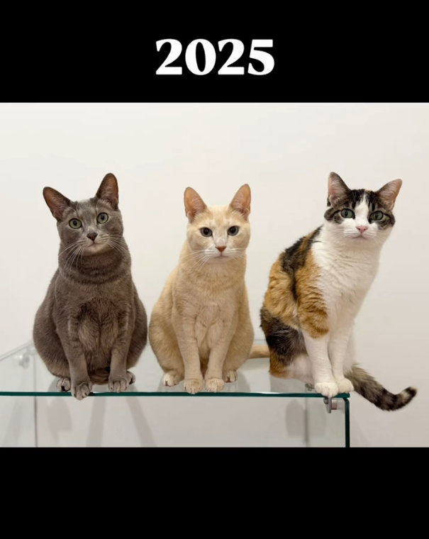 2025年の3匹。並び順も一緒です