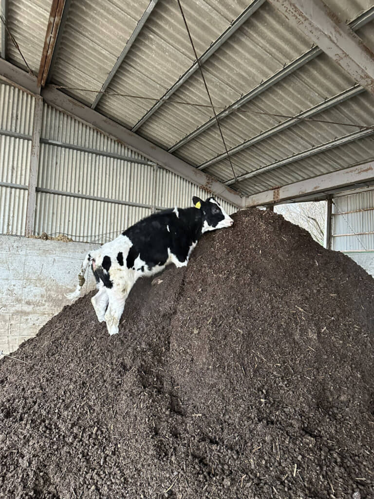 見た目がシュールすぎる……！