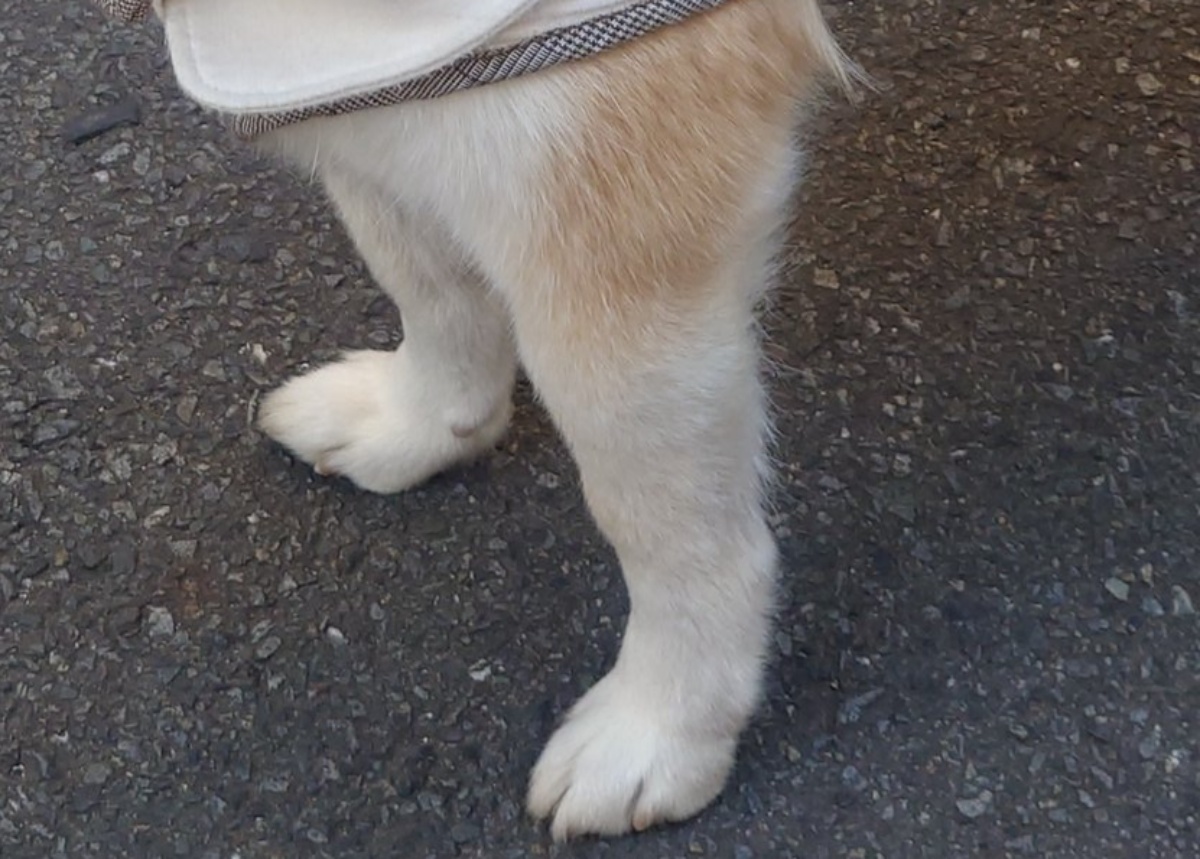 散歩中の柴犬、飼い主がおやつに手間取っていると……　さすがの“悟り顔”に「神すぎるw」「大人の対応」と496万表示（1/3） | 犬 ねとらぼ