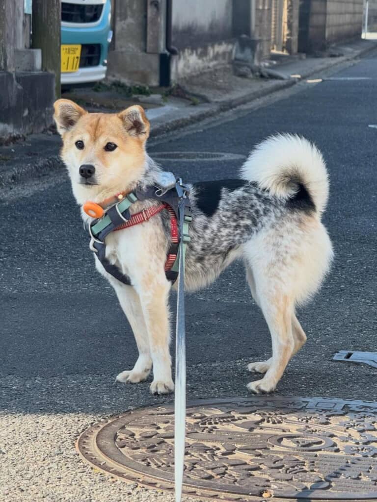 まるでお洋服を着ているかのような体の模様