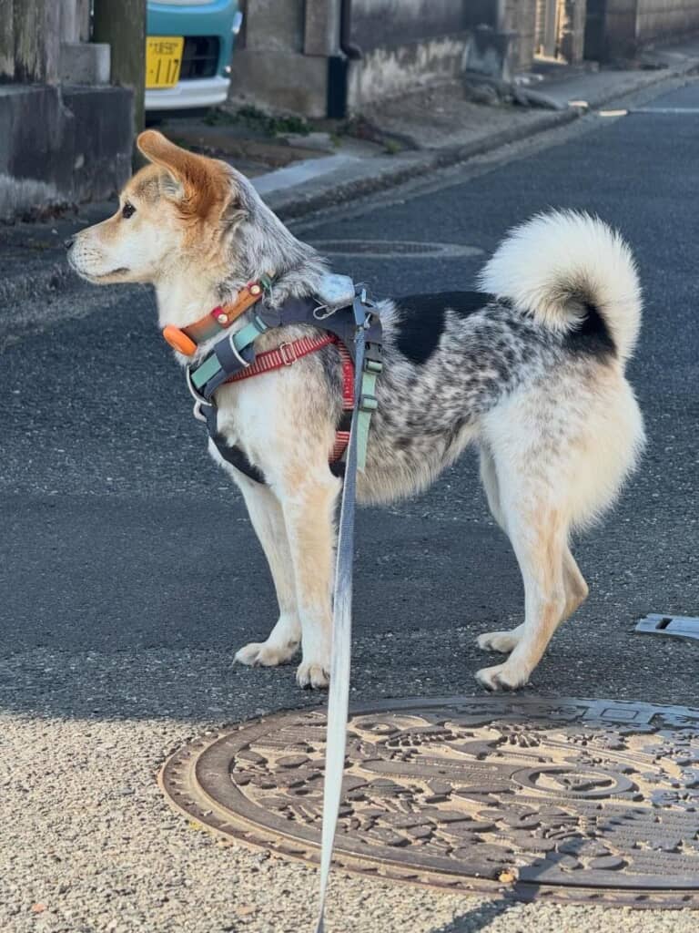 唯一無二な姿がすてきです