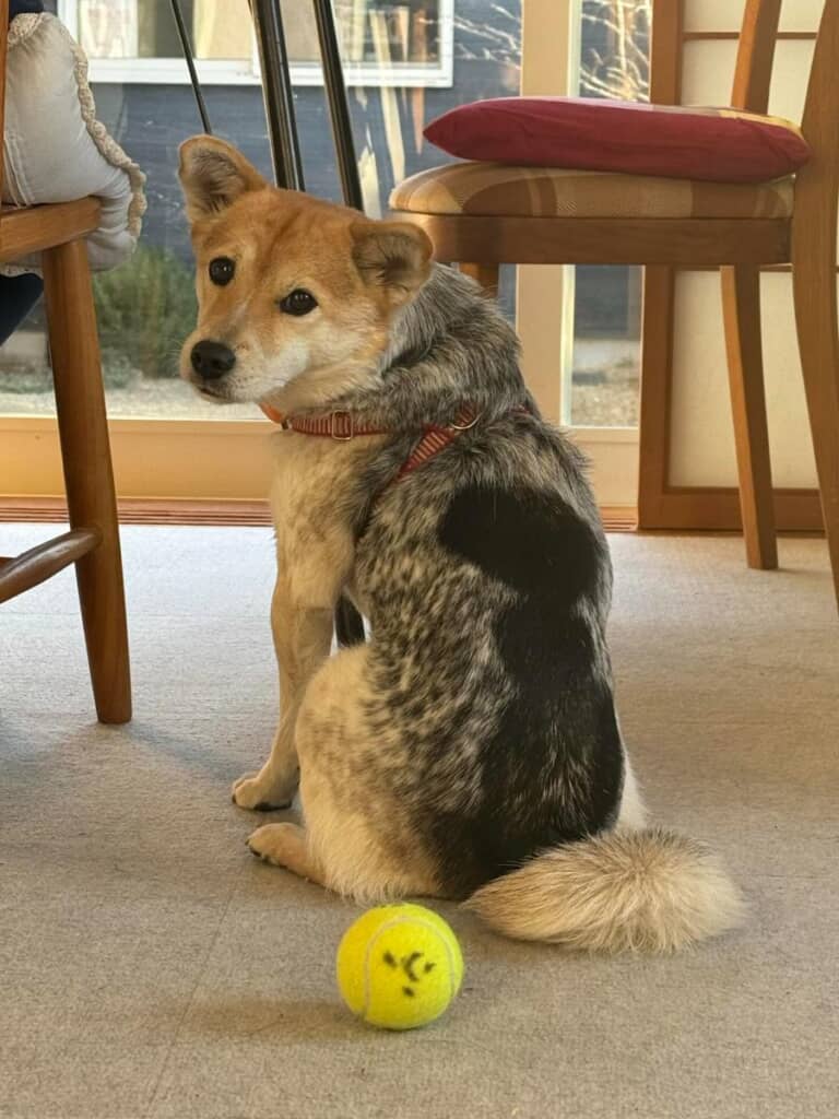 背中にはふうち（よもぎ餅）のような模様も