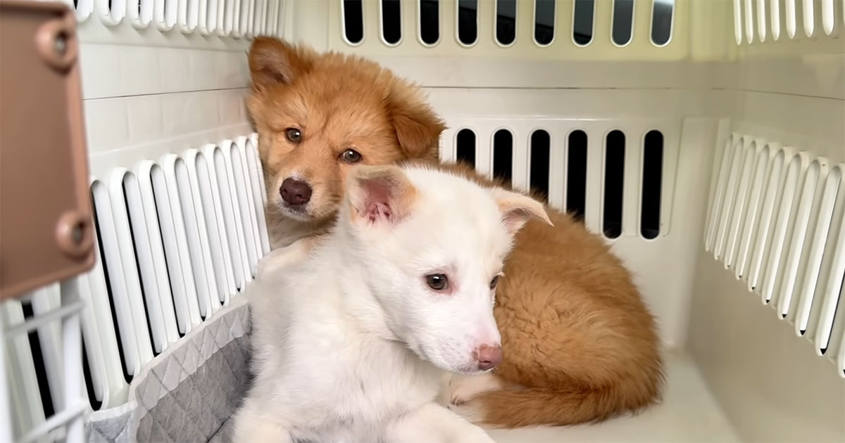 処分対象だった“怖がり姉妹”の子犬→家族になって1カ月……　別犬のような姿に「涙が出た」「愛がいっぱい」（1/3） | 犬 ねとらぼ