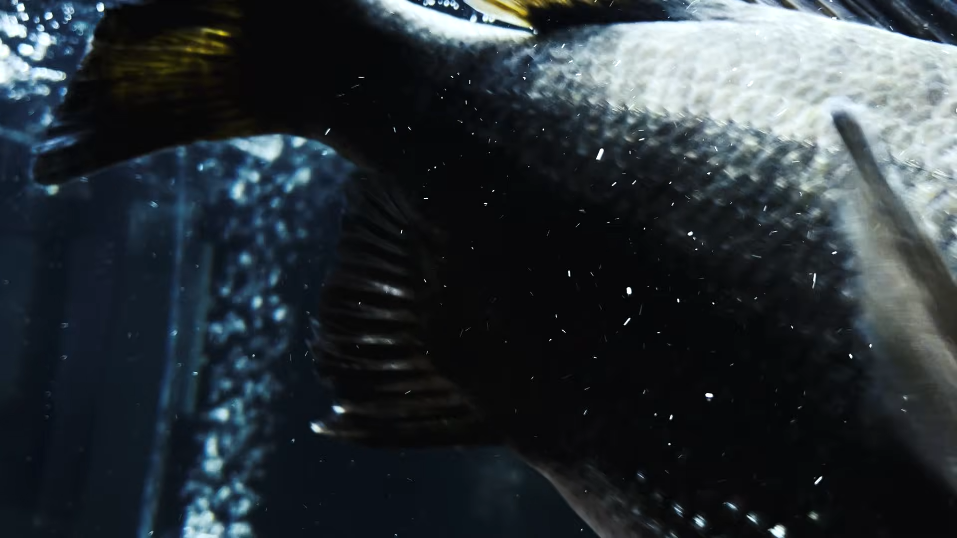 「お前、うち来るか?」→男性が釣った“巨大クロダイ”を連れて帰ったら……「手に汗握りました」鳥肌モノの光景に「情が移っちゃいそう」(1/3) | その他生き物 ねとらぼ