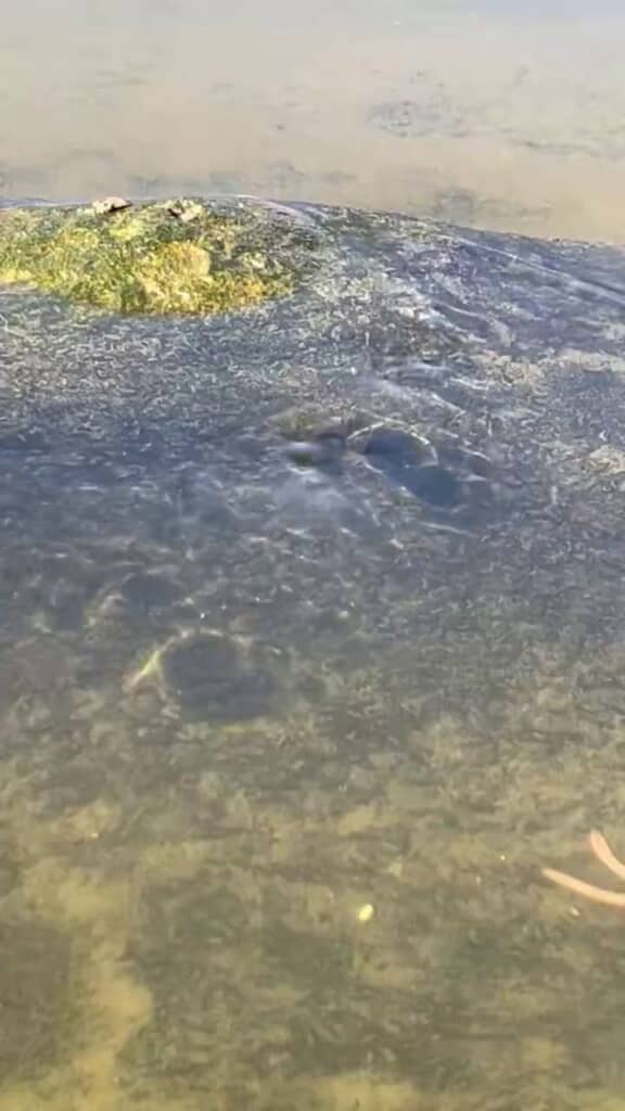 投稿者が釣りをしている川