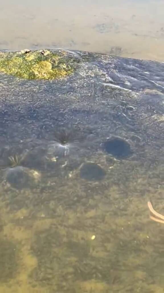 岩の辺りから生じては流れていく複数の渦と影