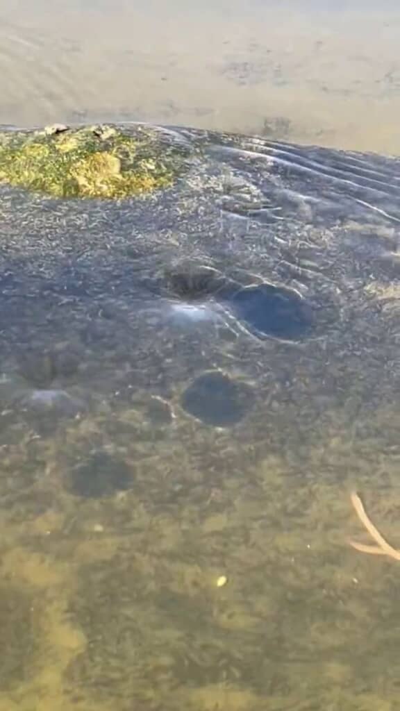 宮沢賢治の童話に登場するクラムボンと結び付いた影