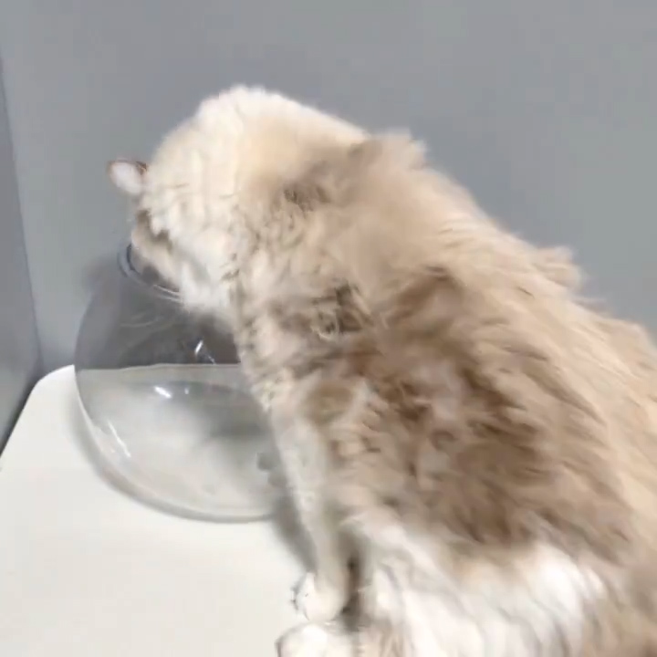 金魚鉢に顔を向けると……