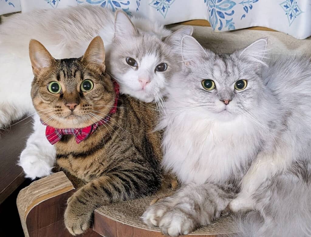 飼育している猫ちゃんたち