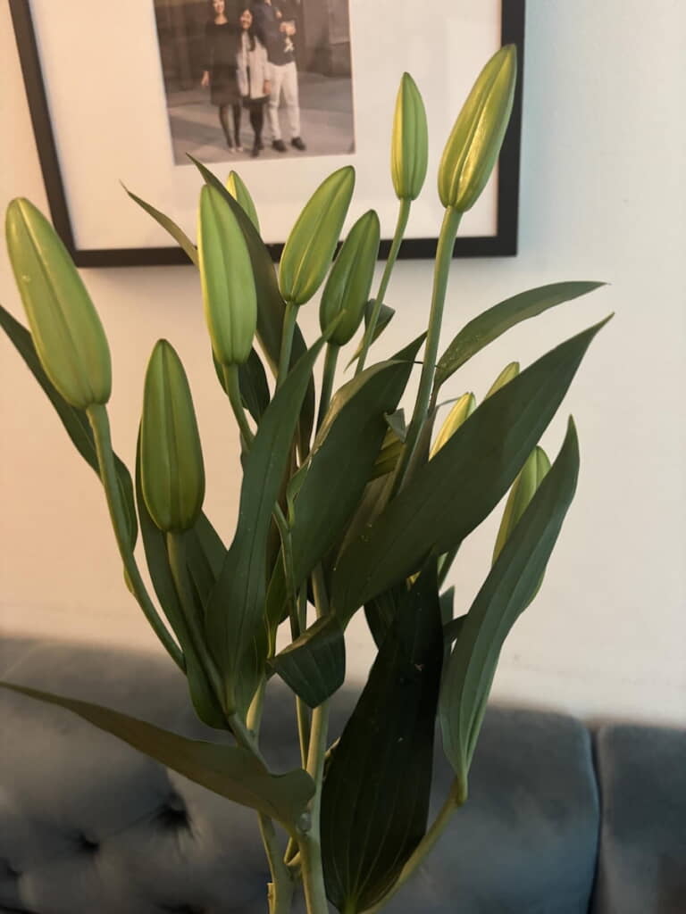 美しいたたずまいのつぼみ