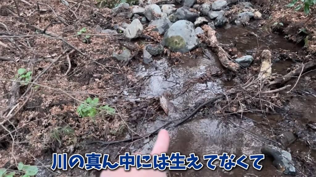 サワガニがいる川の環境をチェックしていきます