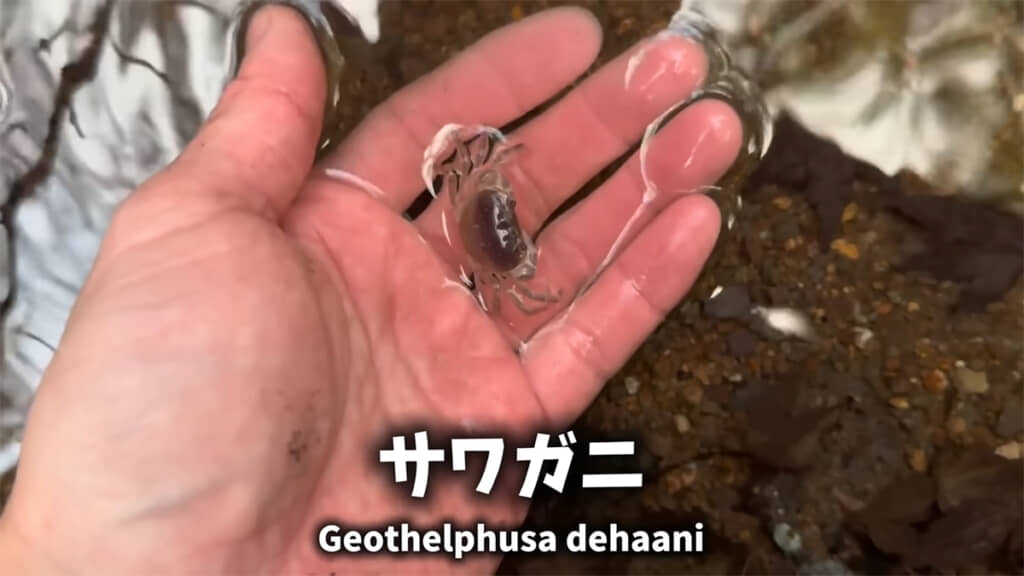 野生のサワガニを発見しました！