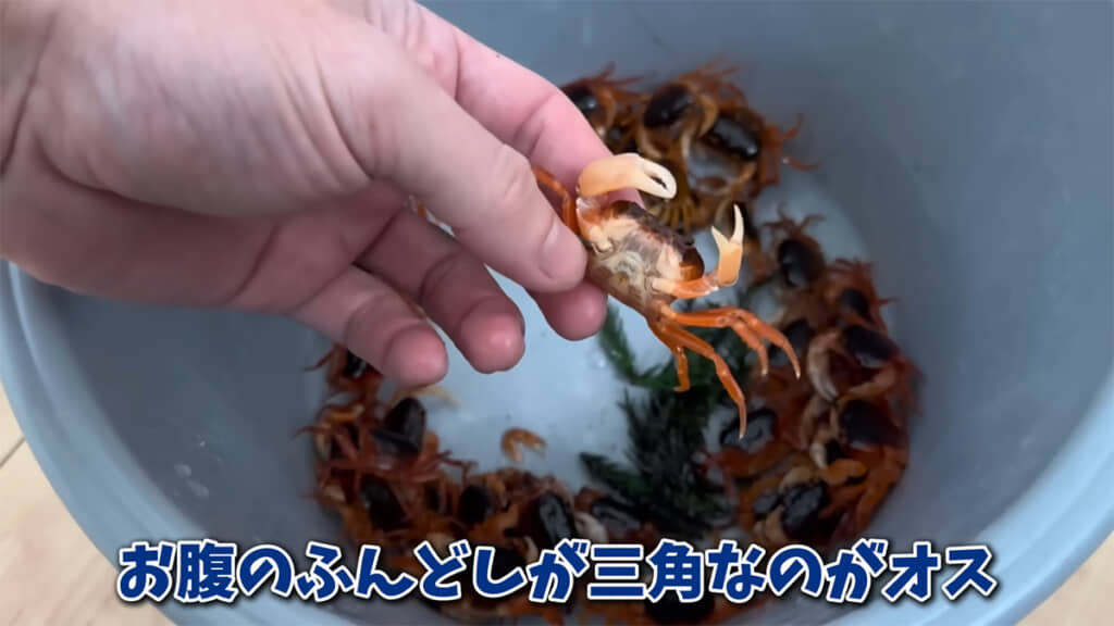 おなかのふんどしが三角で、ハサミが大きい個体がオスなのだとか