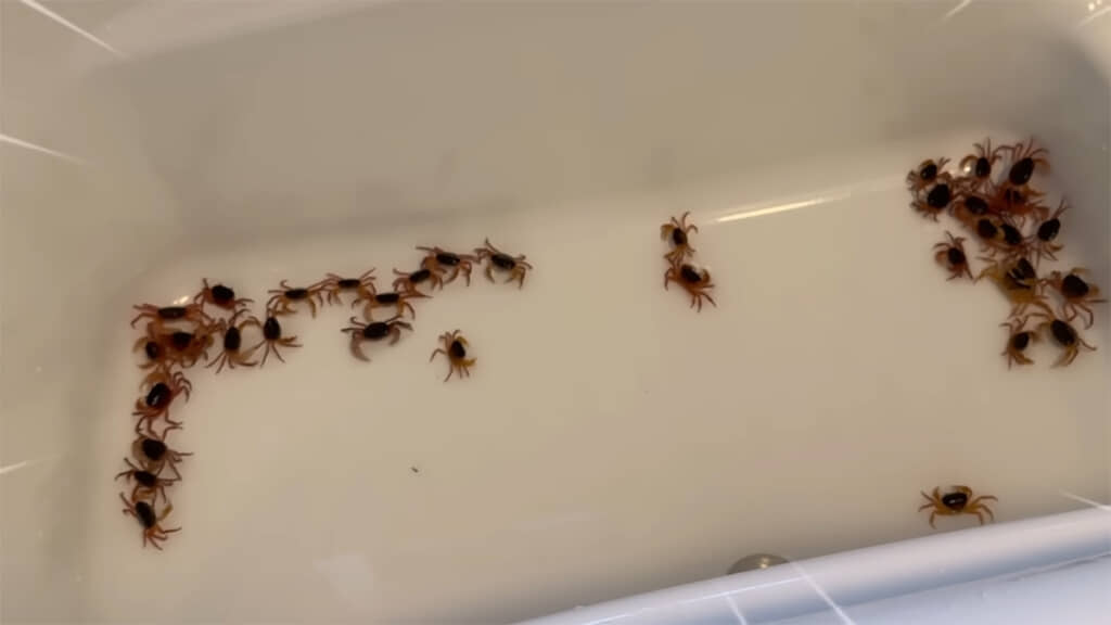 浴槽にサワガニを移動させました、すごい光景です
