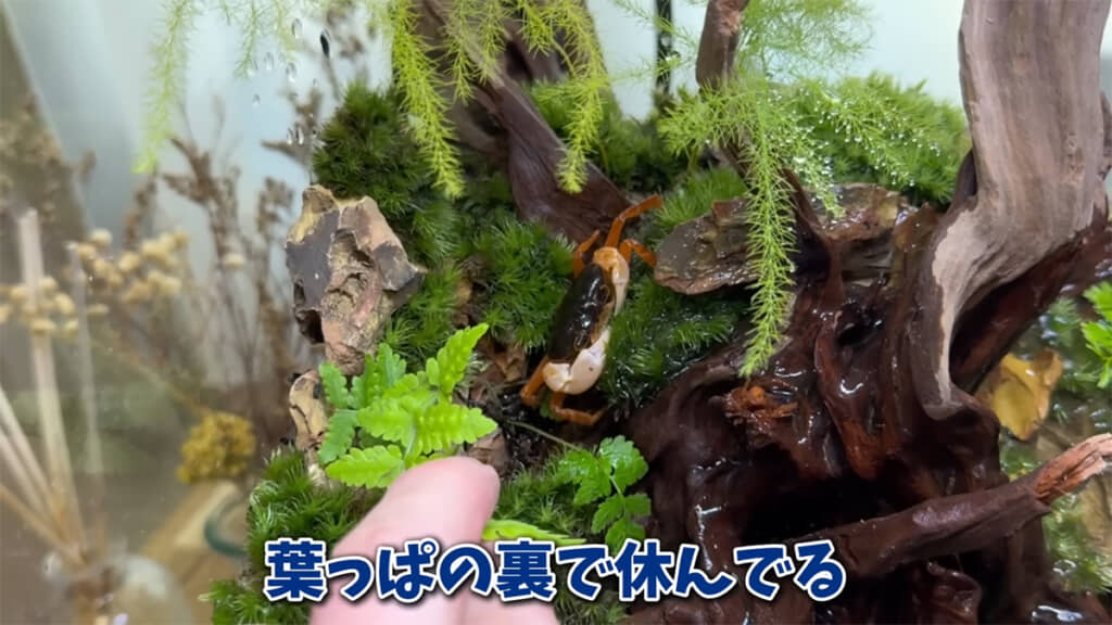 葉っぱの後ろで休むサワガニ