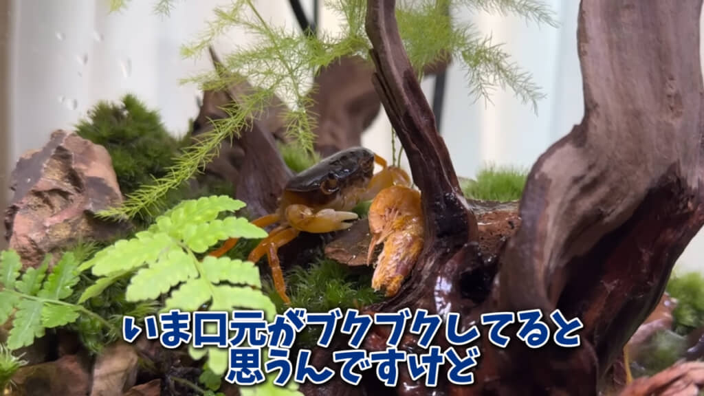 サワガニを飼育、観察してみると楽しそうです