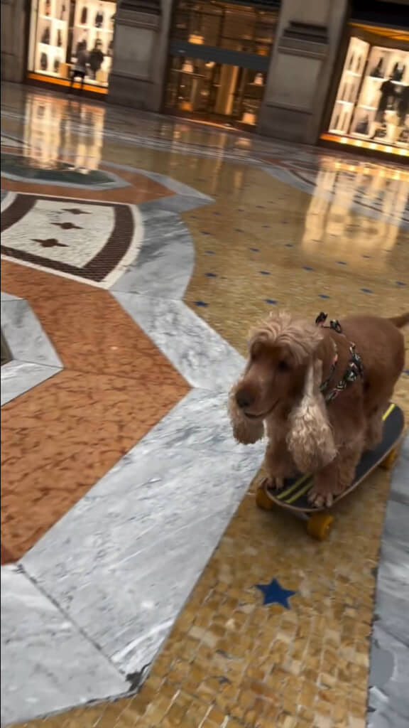 スケートボードに乗るコーダくん