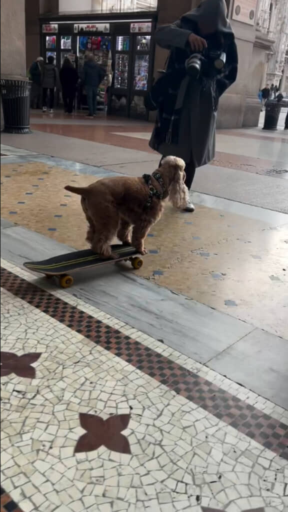 ミラノのアーケードの人々の注目を集めたコーダくん
