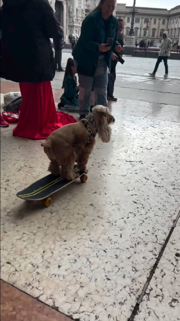 最後の降りる瞬間まで見てほしいかっこよさです