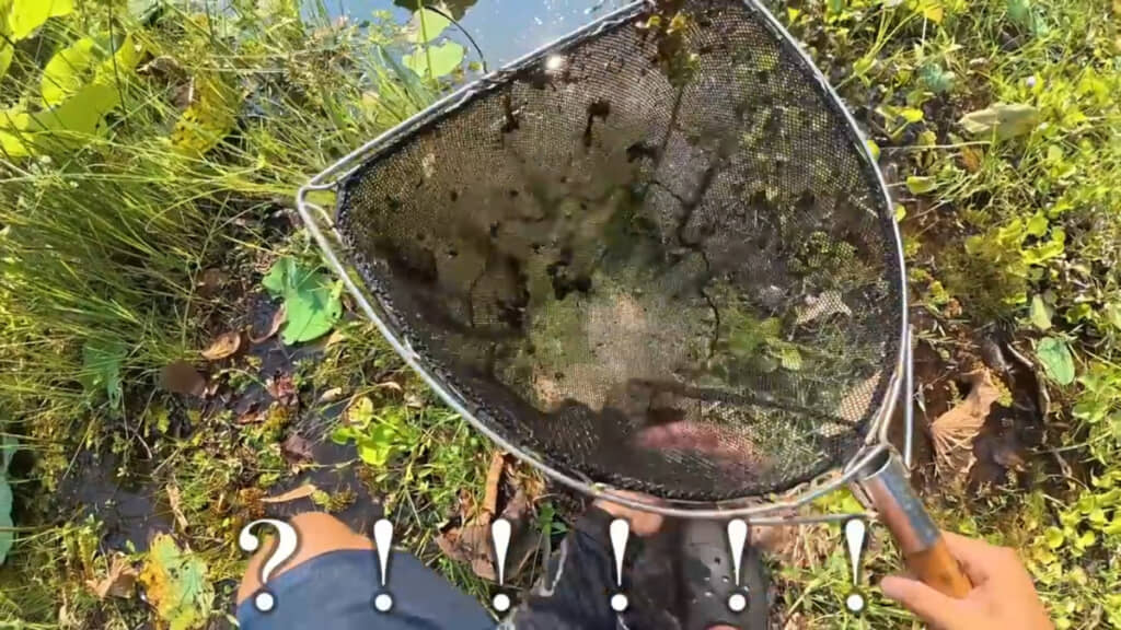 タモ網で池をガサガサすると……