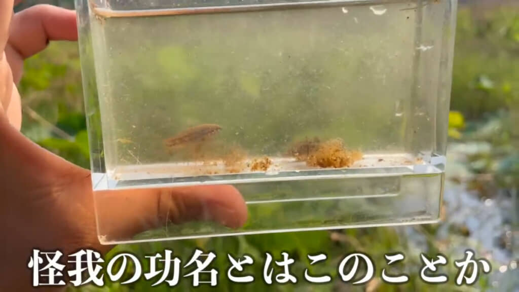 野生のベタ・スプレンデンス。こちらはメスのようです