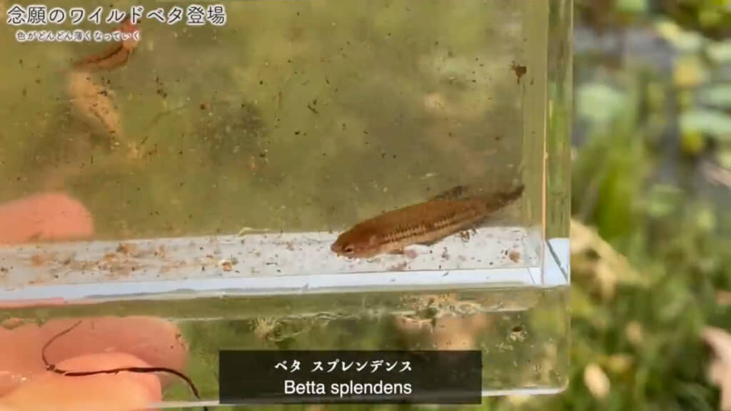 こちらがオスのワイルドベタ（野生のベタ）