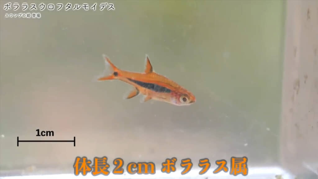 すごくきれいなオレンジ色をしています