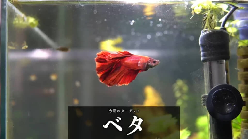 ペットショップでみられるベタのイメージ