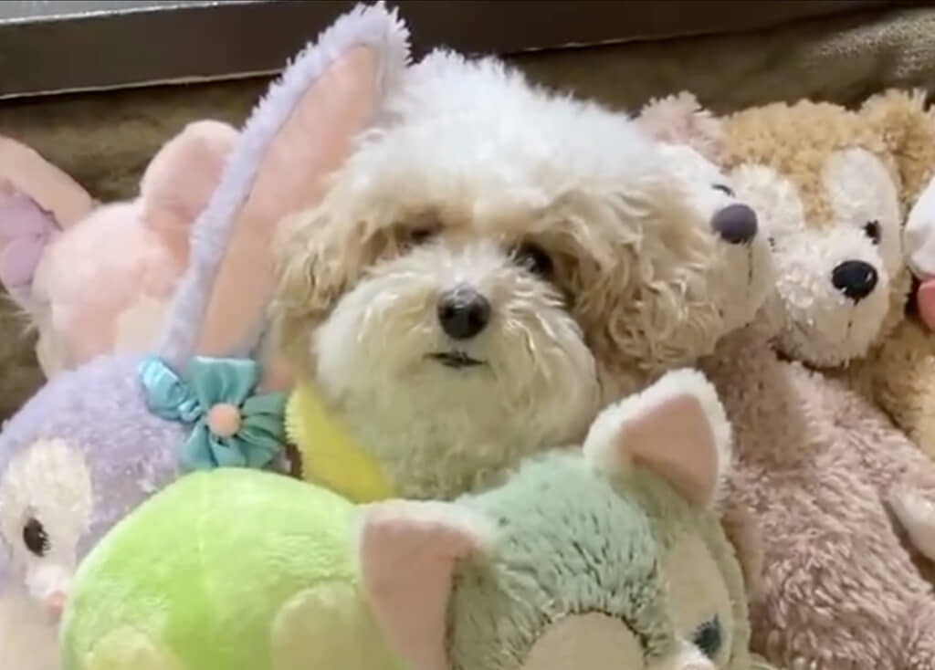 ハチミツくんが隠れていました！