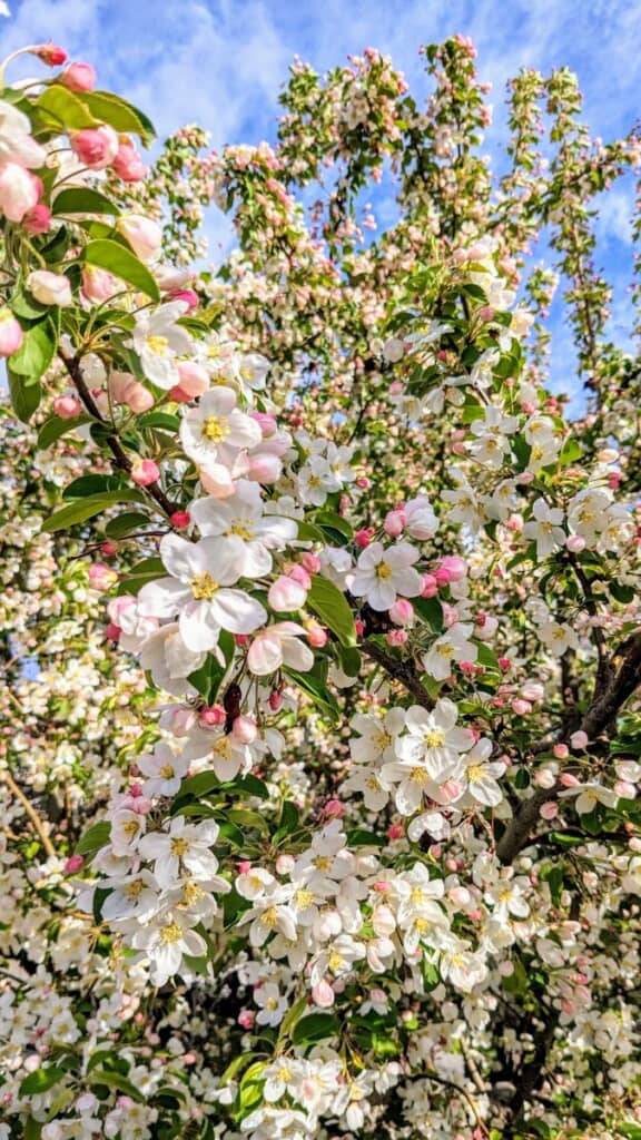 リンゴは桜に似た花が咲きます