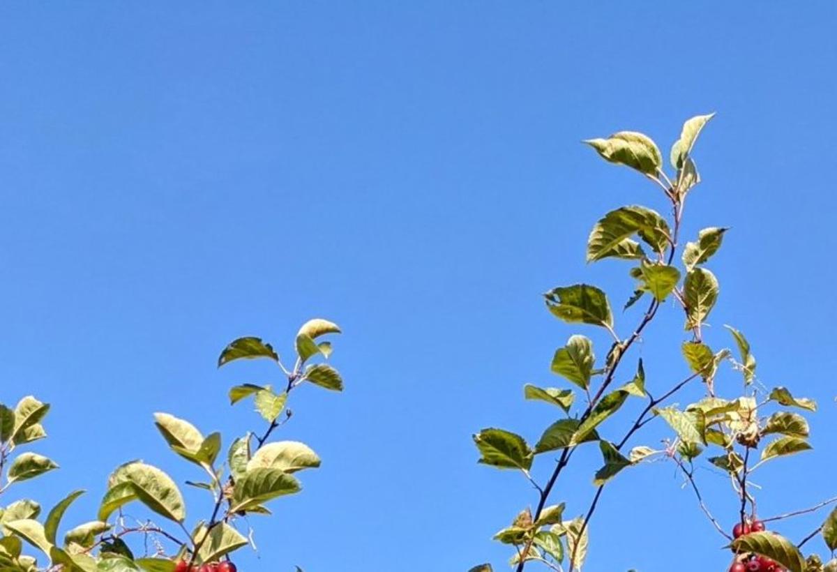 リンゴ農家が教える“お客さんが間違いなく驚く”光景とは……　目を疑う姿に「概念が崩壊しますね」「イイもの見れた」（1/3） | ねとらぼ