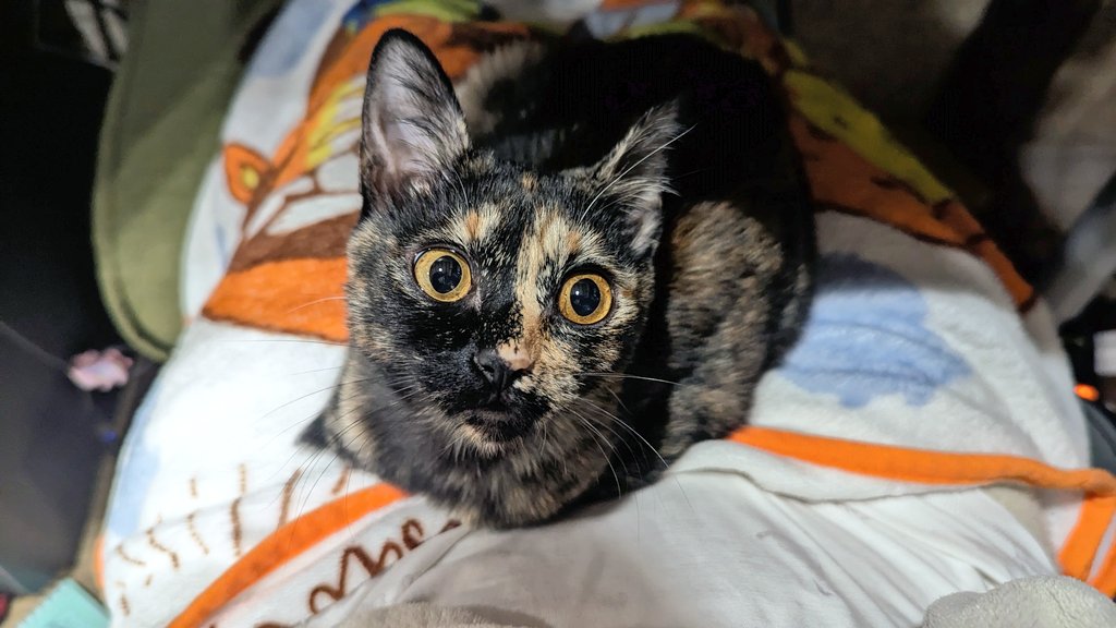 飼い主さんのひざの上がお気に入りの子猫、たなぼたちゃん