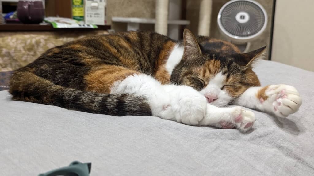 気持ちよさそうにおやすみ中のちまきちゃん