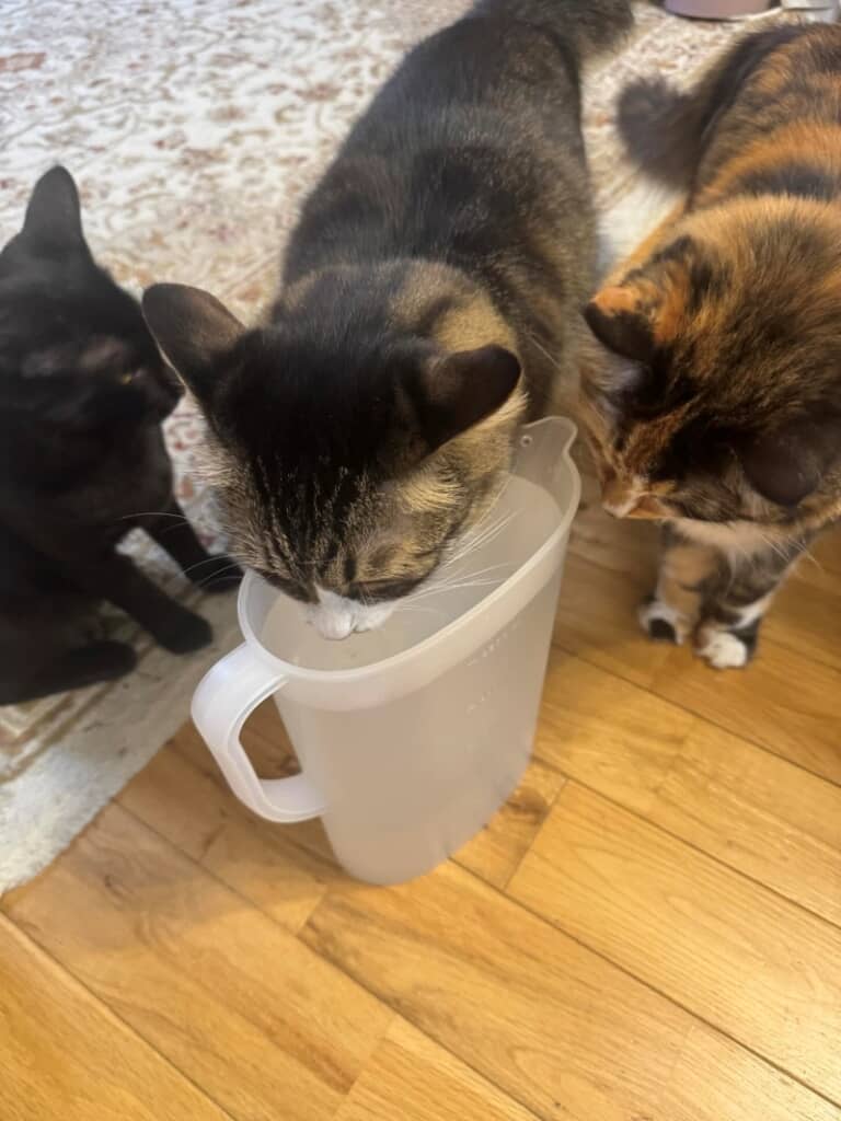 加湿器のお水を飲む猫ちゃん
