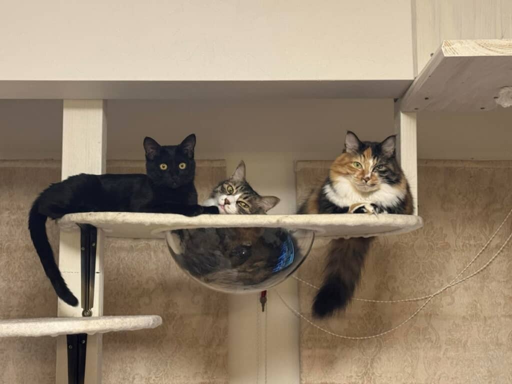 かわいすぎる3匹