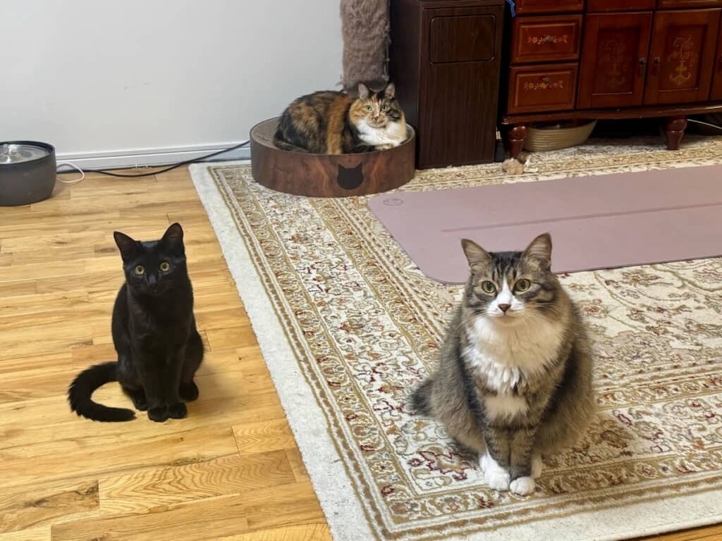 お部屋で粗相をしたのは誰だ?!