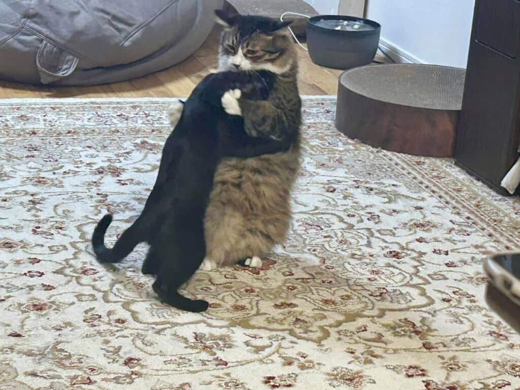 感動を喜ぶようにハグをする2匹