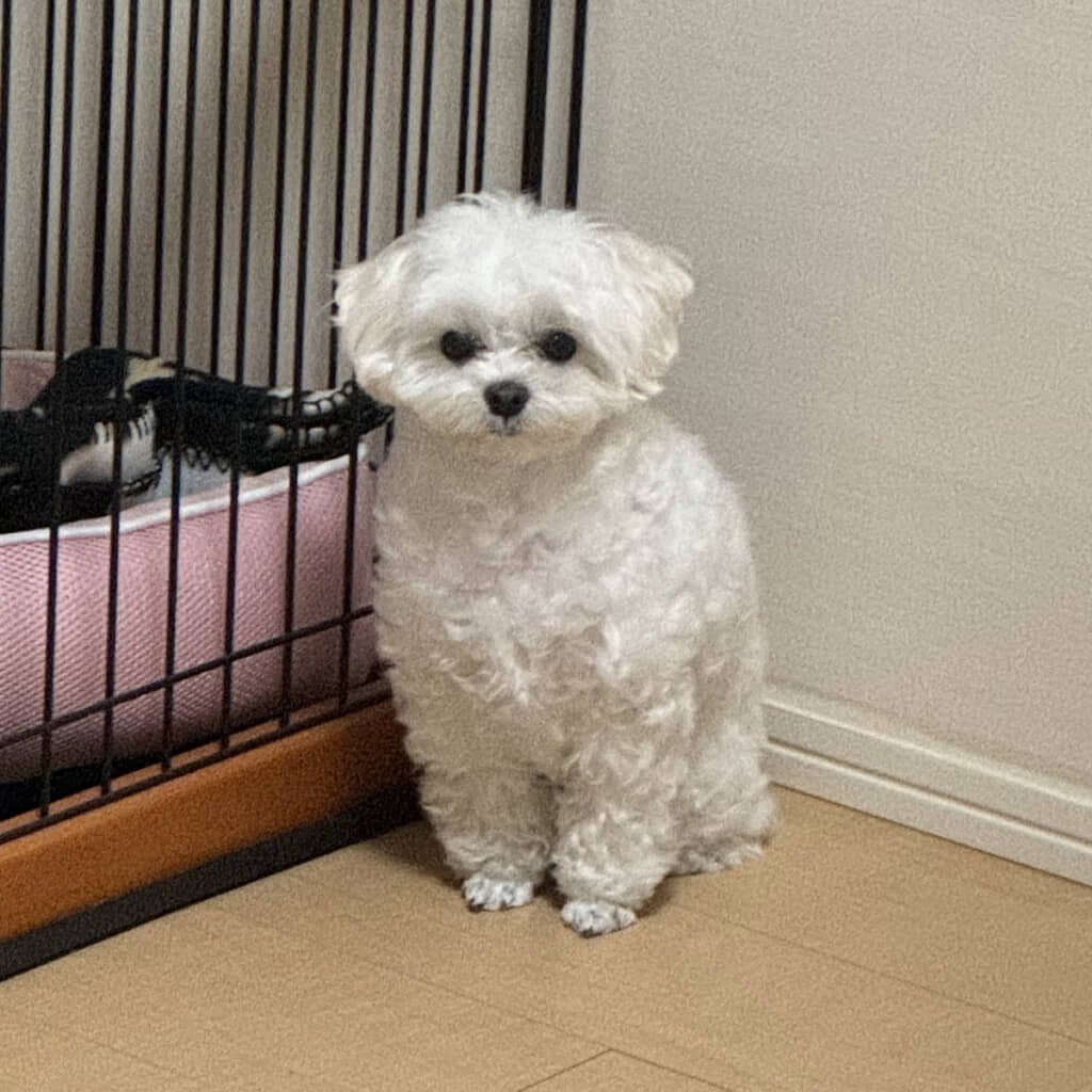 寄って見るとなお切ないこのお顔